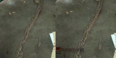 വീട്ടില്‍ അമ്മയ്‌ക്കൊപ്പം ഉറങ്ങുകയായിരുന്ന കുട്ടിയെ അണലി കടിച്ചു