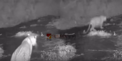വീണ്ടും ക്യാമറയിൽ പതിഞ്ഞ് പുലി; പെരിന്തല്‍മണ്ണയിൽ നാട്ടുകാര്‍ സ്ഥാപിച്ച ക്യാമറയില്‍ പുലിയുടെ ദൃശ്യം
