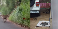 പുലി എവിടെ? വനംവകുപ്പിനെ വട്ടംകറക്കി പുലി; തെരച്ചിൽ ശക്തമാക്കി കേരള-തമിഴ്നാട് വനംവകുപ്പ് ഉദ്യോഗസ്ഥര്‍