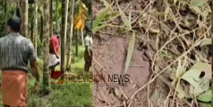 പകുതി ഭക്ഷിച്ച നിലയില്‍ കാട്ടുപന്നിയുടെ ജഡം; അജ്ഞാത ജീവി ഓടിപ്പോകുന്നത് കണ്ടെന്ന് നാട്ടുകാര്‍