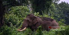 ചെറുവാഞ്ചേരിയിൽ കാട്ടാനയെ ഓടിക്കുന്നതിനിടയിൽ  പടക്കം പൊട്ടി യുവാവിനും, ബീറ്റ് ഫോറസ്റ്റ് ഓഫീസർക്കും പരിക്കേറ്റു