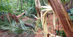 മുതുകാട്ടില്‍ കാട്ടാനക്കൂട്ടം കൃഷി നശിപ്പിച്ചു