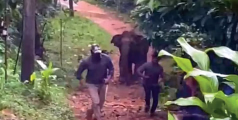 വനപാലകർക്കുനേരെ പാഞ്ഞടുത്ത്‌ കാട്ടാന   