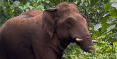 ആറളം പുനരധിവാസ മേഖലയിൽ നിന്നും നാല് കാട്ടാനകളെ വനത്തിലേക്ക് തുരത്തി