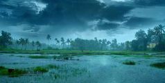കോഴിക്കോടും കണ്ണൂരും അലേർട്ട് ഉണ്ടേ...! സംസ്ഥാനത്ത് ഒറ്റപ്പെട്ട ശക്തമായ മഴ തുടരും; നാല് ജില്ലകളിൽ യെല്ലോ അലേർട്ട്