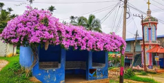 ഒരു സെൽഫിക്ക് വകയുണ്ടേ...! ഇവിടെ എത്തുന്നവരെ പിടിച്ചിരുത്തും, പർപ്പിൾ പൂക്കൾ നിറഞ്ഞ നമ്പിക്കൊല്ലിയിലെ ബസ് സ്റ്റോപ്പ്