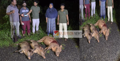 കുന്നോത്ത്പറമ്പ് മണിമുട്ടിക്കുന്നിൽ കാട്ടുപന്നി ശല്യം രൂക്ഷം ; പന്നികളെ തുരത്താൻ ശ്രദ്ധേയ ഇടപെടലുകളുമായി മെമ്പർ  സഫരിയ 