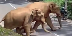 പ്രദേശവാസികളെ മണിക്കൂറുകളോളം ഭീതിയിലാക്കി കാട്ടാനകൾ