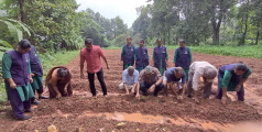 ഓണത്തിന് ഒരു കൊട്ട പൂവ്:പൂകൃഷി ഒരുക്കി ആന്തൂർ നഗരസഭ 
