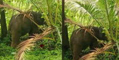 കോഴിക്കോട് തൊട്ടിൽപ്പാലത്ത് കാട്ടാന ആക്രമണം; രണ്ട് കുട്ടികളുൾപ്പെടെ നാല് പേർക്ക് പരിക്ക്