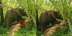 ചൂരണിയിൽ കാട്ടാന ആക്രമണം; നാല് പേർക്ക് പരിക്ക്