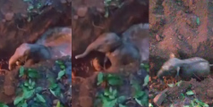 കോതമംഗലത്ത് കിണറ്റിൽ വീണ കുട്ടിയാനയെ രക്ഷപെടുത്തി