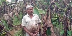മഴ ചതിച്ചു; വാഴക്കർഷകർ ദുരിതത്തിൽ