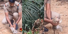 കുഞ്ഞൻ വാനരന് പുതു ജീവൻ; ഷോക്കേറ്റ് നിലത്ത് വീണ കുരങ്ങിനെ സിപിആർ നൽകി രക്ഷകനായി ബീറ്റ് ഫോറസ്റ്റ് ഓഫീസർ