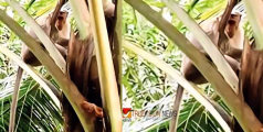 രമണന് കിട്ടിയത് എട്ടിന്റെ പണി ; വിറകുവെട്ടുകാരന്റെ ടച്ച് ഫോൺ എടുത്ത് തെങ്ങിൽ കയറി കുരങ്ങൻ