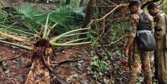 കാട്ടാനകൂട്ടം  ഇറങ്ങി; ചിറ്റാരിയിലും പൂവത്താം കണ്ടിയിലും വ്യാപക കൃഷി നാശം