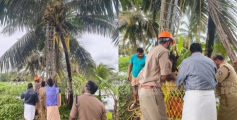 കരിക്കിടാൻ കയറിയ യുവാവ് തെങ്ങിന്‍റെ മുകളിൽ മരിച്ച നിലയിൽ; മൃതദേഹം ഫയർഫോഴ്സെത്തി താഴെയിറക്കി