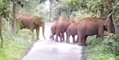  മുളങ്കുഴിയിൽ കാട്ടാനക്കൂട്ടമിറങ്ങി