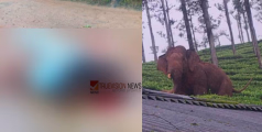 വീണ്ടും ഒരു ജീവൻ കൂടി... നീലഗിരിയിൽ കാട്ടാന ആക്രമണം; എസ്റ്റേറ്റ് തൊഴിലാളി കൊല്ലപ്പെട്ടു