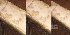 പാനൂരിനടുത്ത് പുത്തൂരിൽ പുലിയെ കണ്ടെന്നഭ്യൂഹം ;  കണ്ടെത്തിയ കാൽപ്പാട് കാട്ടുപൂച്ചയുടേതെന്ന് വനം വകുപ്പ്