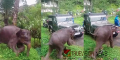 തലനാരിഴയ്ക്ക് രക്ഷ; ചൂരണിയിൽ നാട്ടുകാർക്കരികിലേക്ക് പാഞ്ഞടുത്ത് കാട്ടാന 