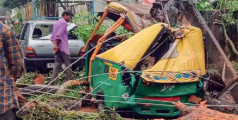 ആൽമരം വീണ് ‍ഓട്ടോ തകർന്നു   