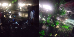നാദാപുരത്ത് വീണ്ടും മിന്നൽ ചുഴലിക്കാറ്റ് ; മരങ്ങൾ വീണ് വലിയ നാശനഷ്ടം, വൈദ്യുതി ലൈനുകൾ തകർന്നു