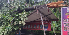 കനത്ത മഴയിൽ തളിപ്പറമ്പ് നഗരസഭ പരിധിയിൽ വ്യാപക നാശം.  വീടിന് മുകളിൽ മരം വീണ് കോളയാട് സ്വദേശിക്ക് ദാരുണാന്ത്യം