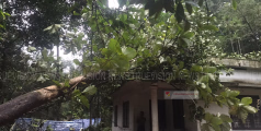 പന്നിക്കോട്ടൂരില്‍ വീടിന് മുകളില്‍ മരം വീണ് നാശനഷ്ടം
