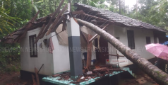 മരം കടപുഴകി വീണ് വീട് തകര്‍ന്നു