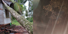 കനത്തമഴ; വിലങ്ങാട് മരം വീണ് വീട് തകർന്നു