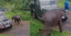  തിരച്ചിലിന് തടസമായി കനത്ത മ‍ഴ; ജനവാസ മേഖലയിൽ ഇറങ്ങിയ കാട്ടാനക്കുട്ടിക്കായുള്ള തിരച്ചിൽ തുടരുന്നു