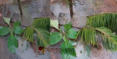 യാത്ര ദുരിതം; വാണിമേലിൽ പൈപ്പ് പൊട്ടി വെള്ളം കുത്തിയൊലിച്ച് ഗർത്തം രൂപപ്പെട്ടു