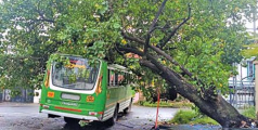 കാറ്റിൽ മരം മറിഞ്ഞ് ബസിന് മുകളിൽ വീണു ; ആർക്കും പരിക്കില്ല