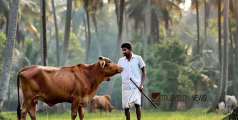 പശുവിനെ വളർത്തുന്നുണ്ടോ...?  ക്ഷീരകർഷകർക്ക് ആശ്വസം; തീറ്റപ്പുല്ലിനും വൈക്കോലിനും തദ്ദേശവകുപ്പിന്റെ ധനസഹായം