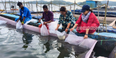 ബാണാസുരസാഗർ ജലാശയത്തിൽ സ്വദേശ മത്സ്യങ്ങളുടെ കേജ് കൾച്ചർ പ്രോത്സാഹിപ്പിക്കുന്നതിന്റെ ഭാഗമായി പ്രദർശന പരിപാടി സംഘടിപ്പിച്ചു