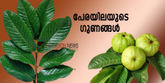 പേരയിലയുടെ ഗുണങ്ങൾ അറിയാതിരിക്കല്ലേ..., എപ്പോൾ വേണമെങ്കിലും ആവശ്യം വന്നേക്കാം