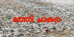 ഓടിക്കോ വാരിക്കോ... ചാകരയാ...! കാഞ്ഞങ്ങാട് കടപ്പുറത്ത് മത്തിചാകര, വാരിക്കൂട്ടി നാട്ടുകാർ