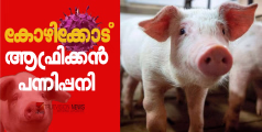 20 പന്നികൾ കൂട്ടത്തോടെ ചത്തു; കോഴിക്കോട് ജില്ലയിൽ ആഫ്രിക്കന് പന്നിപ്പനി സ്ഥിരീകരിച്ചു