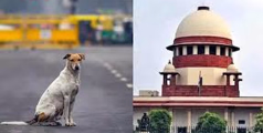 പൊതുയിടങ്ങളിൽ നിന്നും നായ്ക്കളെ നീക്കണം; പരിശോധനക്കായി പെട്രോളിങ് സംഘത്തെ നിയോഗിക്കണം: തെരുവുനായ പ്രശ്നത്തിൽ സുപ്രധാന ഉത്തരവുമായി സുപ്രീം കോടതി