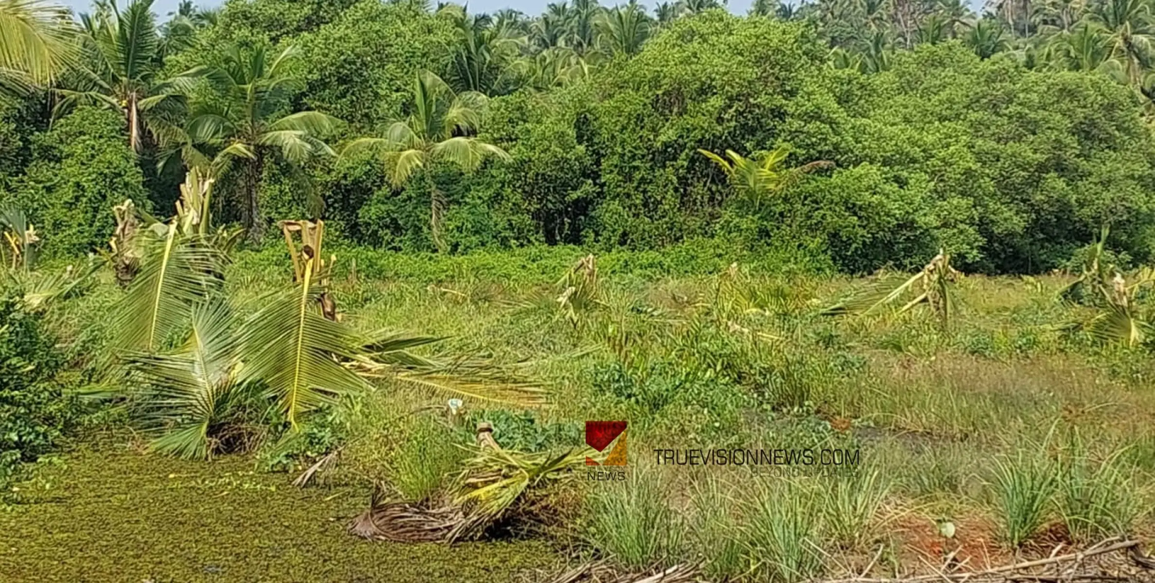 കൊടും ക്രൂരത; തെങ്ങിൻ തൈകളുടെ തല വെട്ടിമാറ്റി