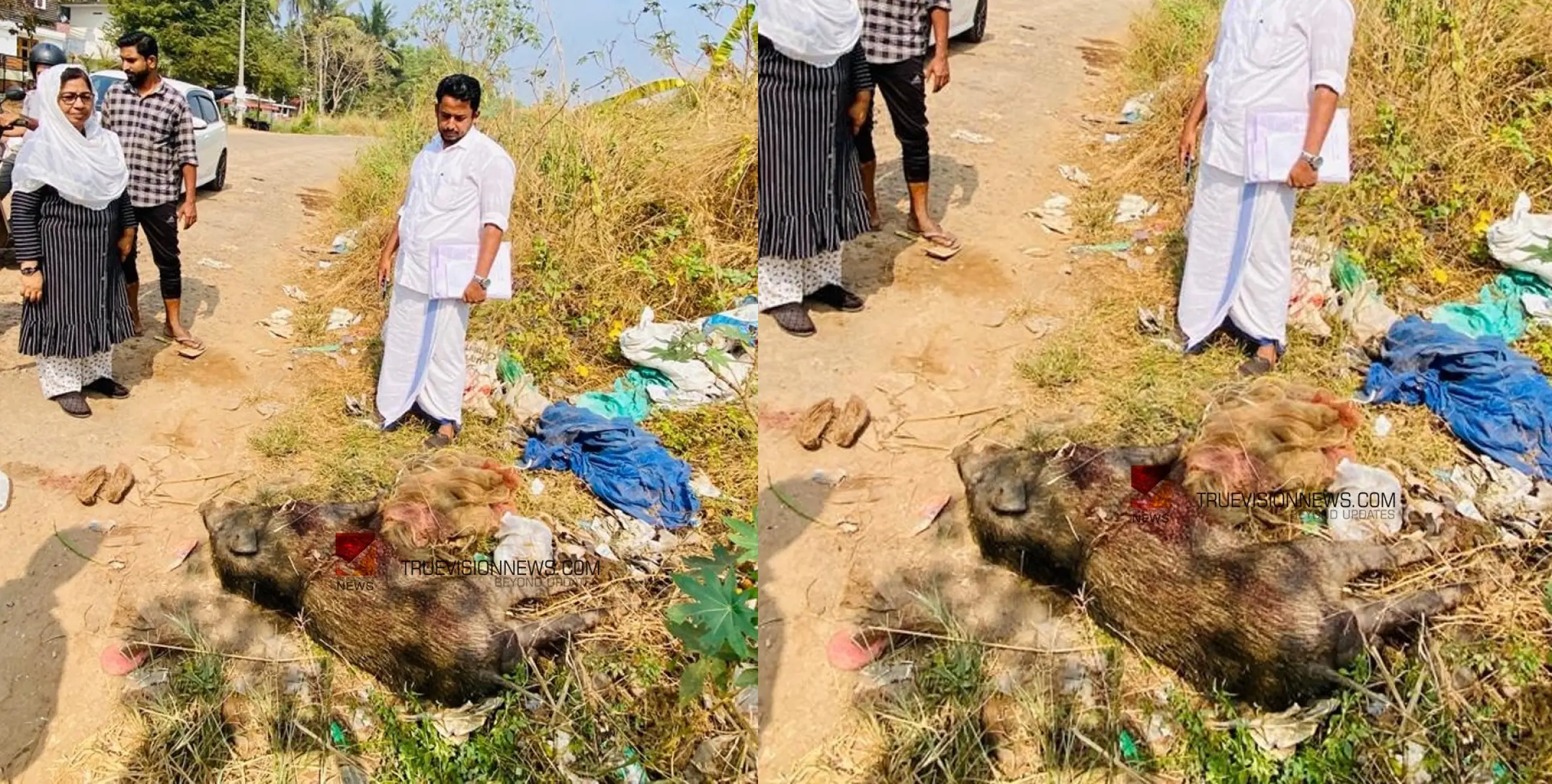 വെടിവെച്ചുകൊന്നു; കുഞ്ഞിപ്പള്ളിക്കാരുടെ പരിഭ്രാന്തിക്ക് അന്ത്യമായി 