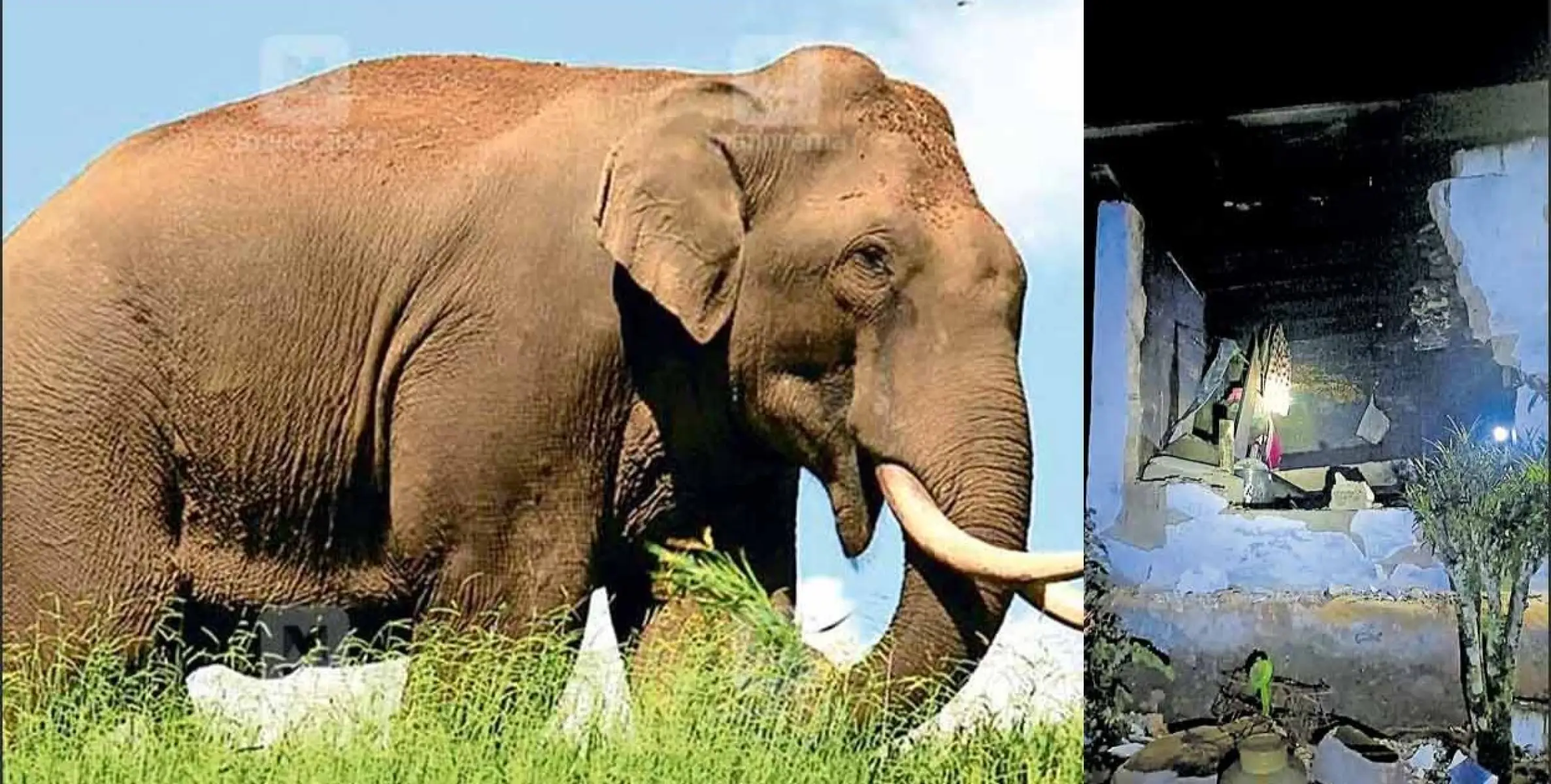 ഇടുക്കിയിൽ വീണ്ടും അരിക്കൊമ്പന്റെ ആക്രമണം: റേഷൻകട തകർത്ത് അരിയും ആട്ടയും അകത്താക്കി