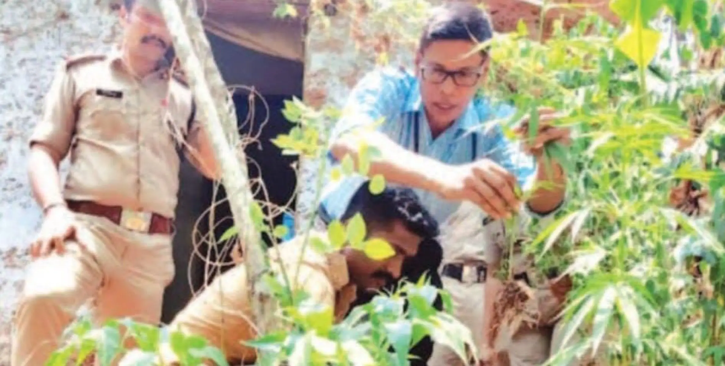 കൂത്ത്പറമ്പിൽ വീടിന്റെ അടുക്കളത്തോട്ടത്തിൽ ലക്ഷണമൊത്ത കഞ്ചാവ് ചെടികൾ ; എക്സൈസ് സംഘത്തെ കണ്ട് പ്രതി ഓടി രക്ഷപ്പെട്ടു.