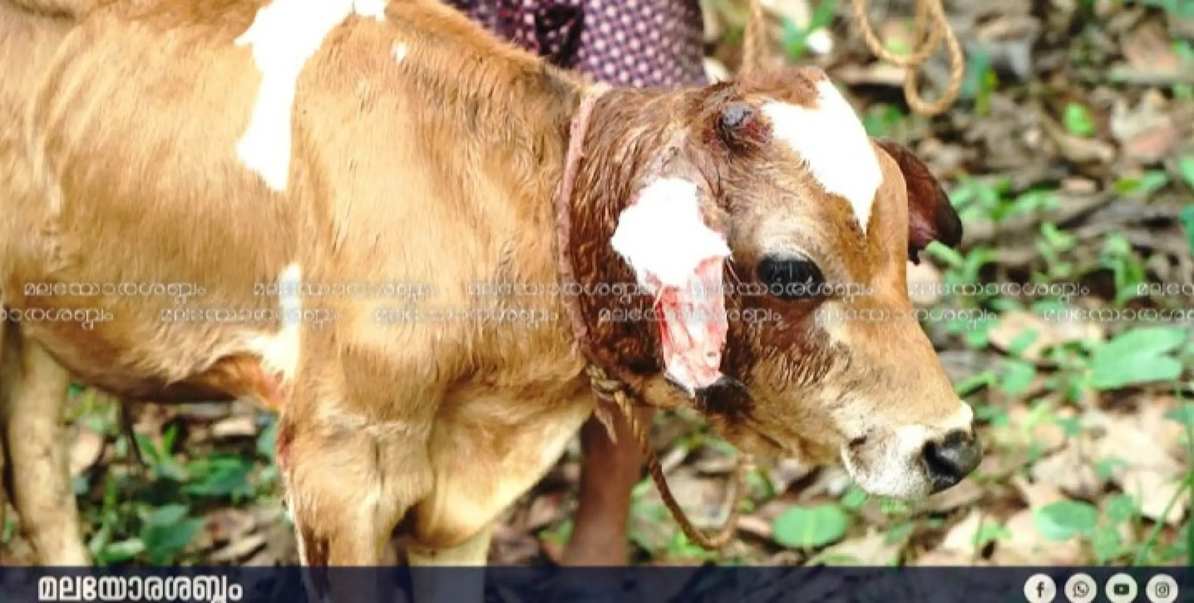 തെരുവു നായ്ക്കൾ പശുക്കിടാവിനെ ആക്രമിച്ചു പരിക്കേൽപ്പിച്ചു. 