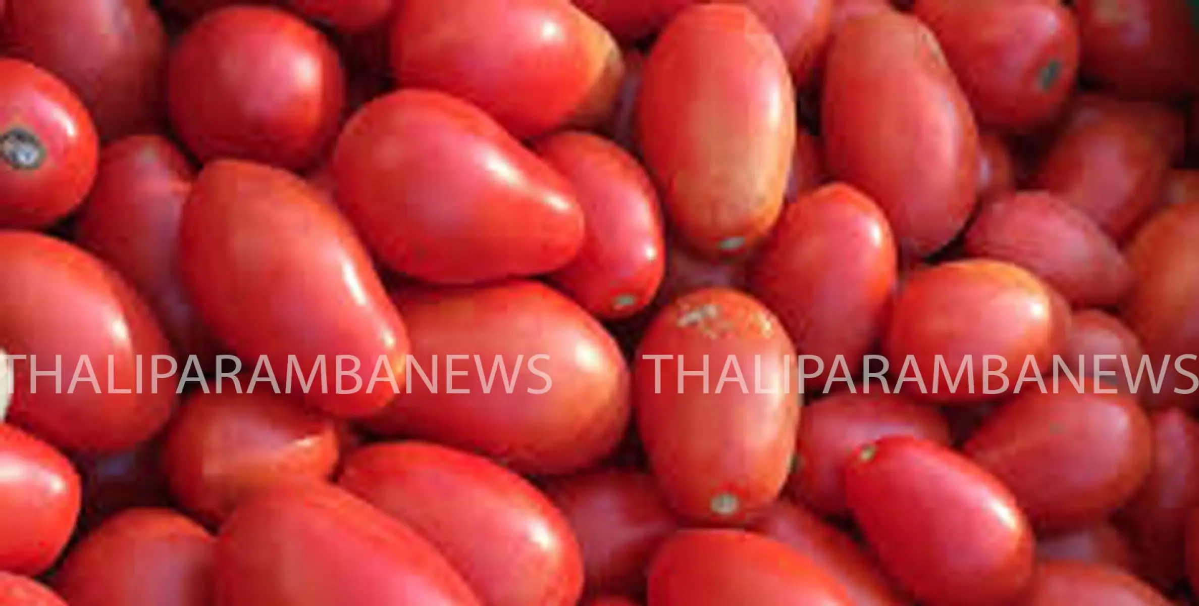 തക്കാളി വില കുതിക്കുന്നു