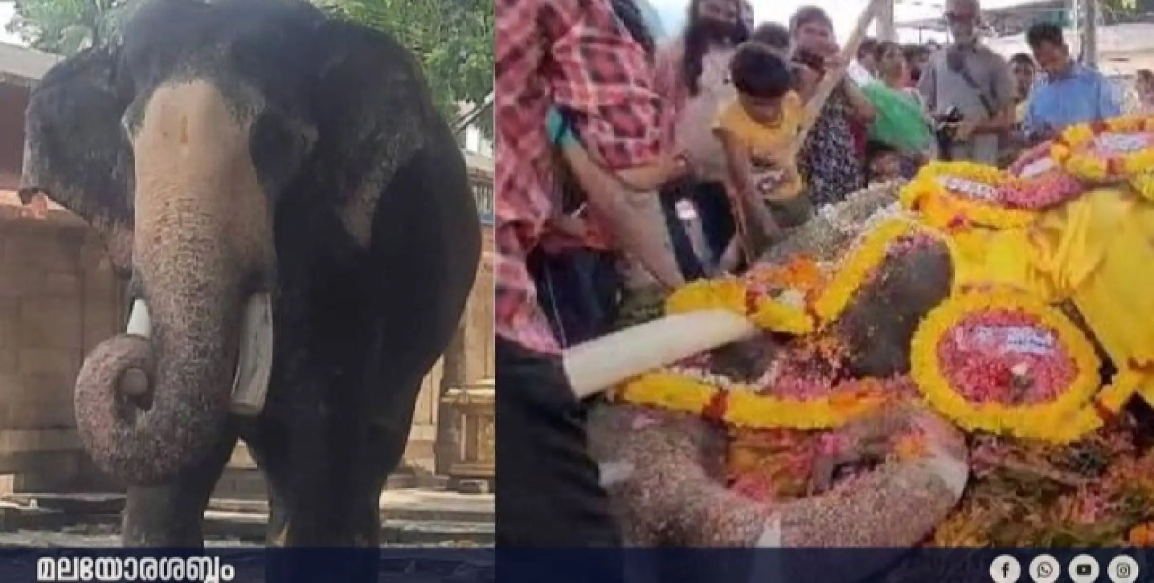 തിരുവിതാംകൂർ ദേവസ്വം ബോർഡിൻ്റെ ആന ശ്രീകണ്ഠേശ്വരം ശിവകുമാർ ചരിഞ്ഞു. 