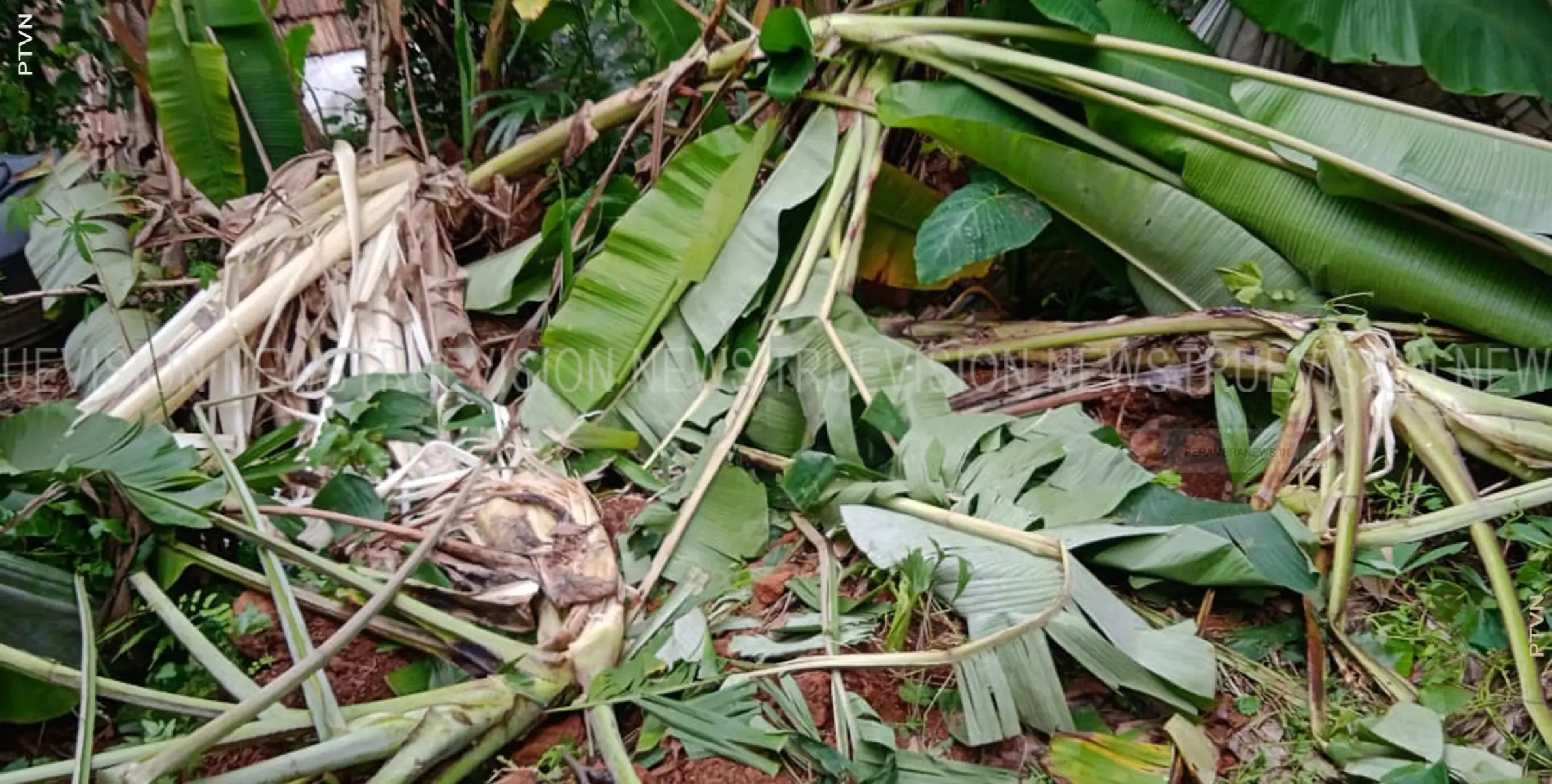 #elephant |  ചെമ്പനോടയില്‍ കാട്ടാന കൃഷി നശിപ്പിച്ചു 
