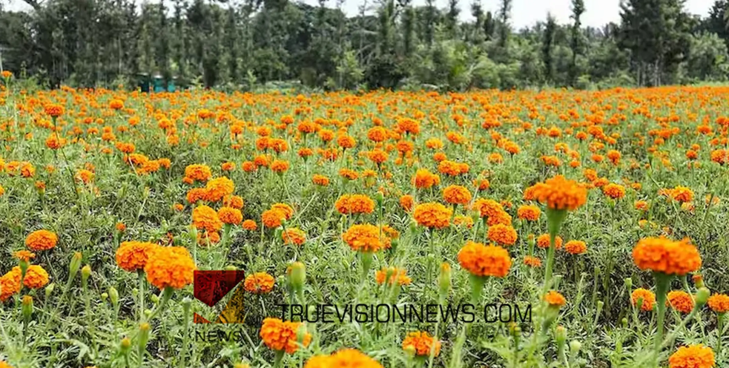 #travel | പൊന്നോണത്തെ വരവേൽക്കാൻ ഒരുങ്ങി ചെണ്ടുമല്ലി പാടങ്ങൾ