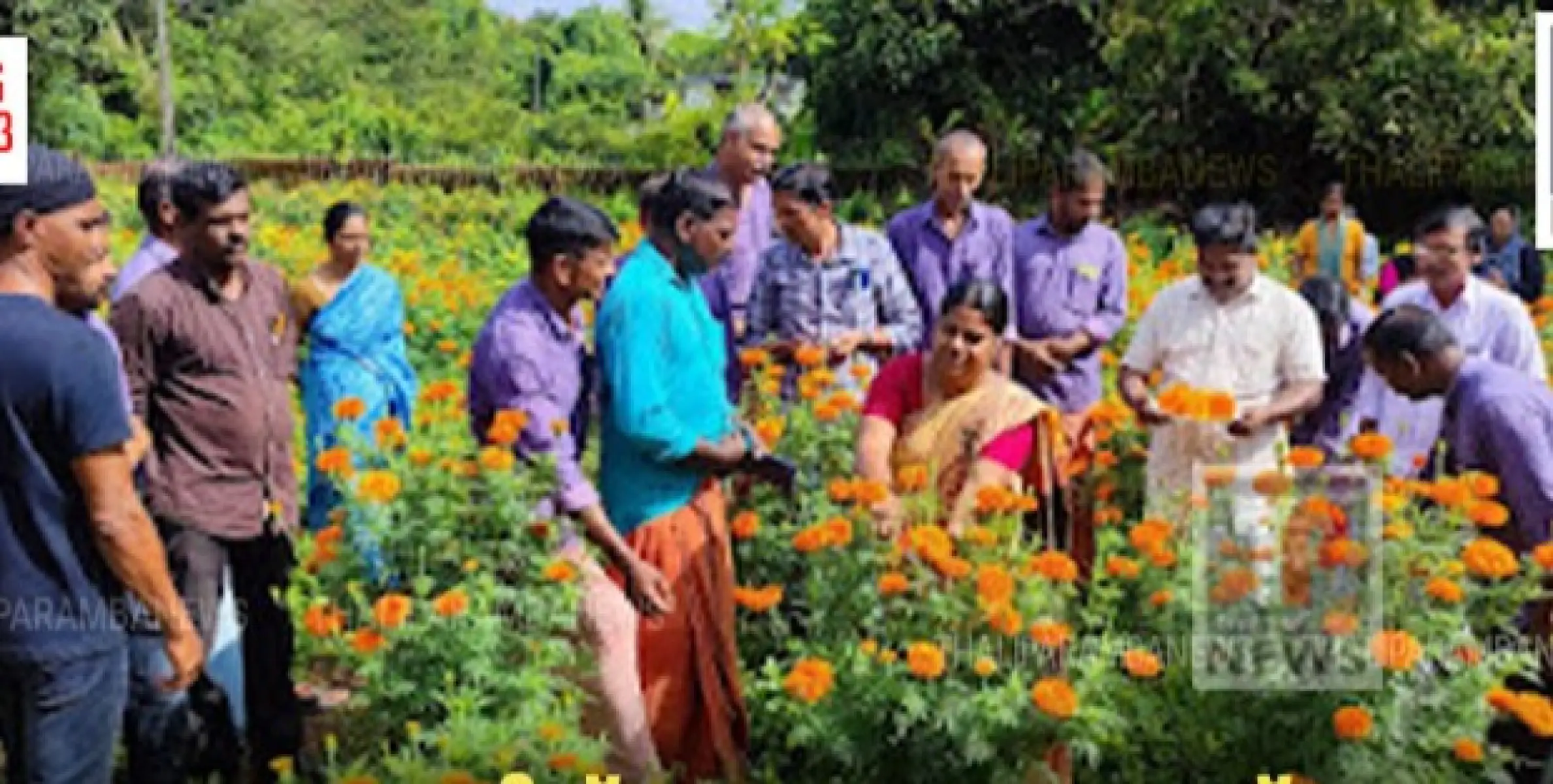 ഓണത്തിന് ഒരു കൊട്ട പൂവ്; കുറുമാത്തൂർ ഗ്രാമപഞ്ചായത്തിൽ പൂകൃഷി വിളവെടുത്തു